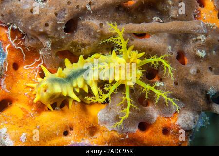 Giallo mare cetriolo, Colochirus robustus, con tentacoli di alimentazione esteso, Indonesia. Foto Stock