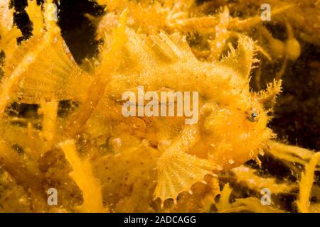 Sargassum pesce rana o sargassumfish, Histiro histiro, in un tappeto di floating sargasum alghe, Sargassum muticum, Filippine. Foto Stock