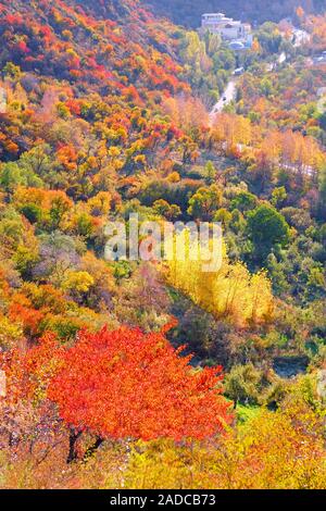 Autunno dorato in gola Medeo; Almaty zona della città, Kazakistan Foto Stock