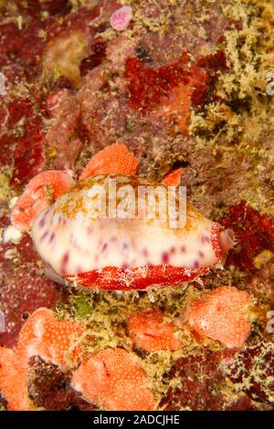 I cinesi Cowrie, Ovatipsa chinensis è stato originariamente chiamato Cypraea chinensis, Yap, Micronesia. Foto Stock