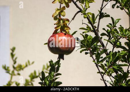 Fig frutti pendenti dal comune fig tree (Ficus carica) Foto Stock