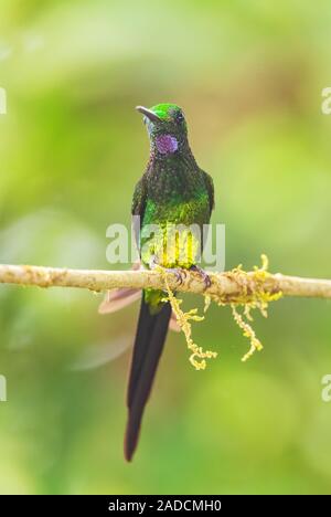 Imperatrice brillante - imperatrix Heliodoxa, bella hummingbird colorate dalle Ande occidentali del Sud America, Amagusa, Ecuador. Foto Stock