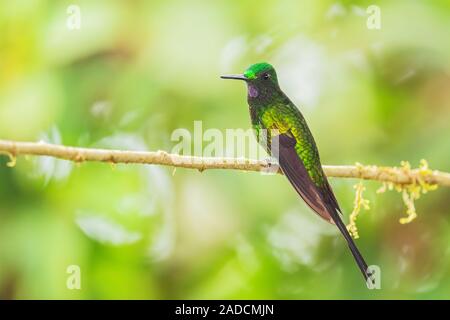 Imperatrice brillante - imperatrix Heliodoxa, bella hummingbird colorate dalle Ande occidentali del Sud America, Amagusa, Ecuador. Foto Stock