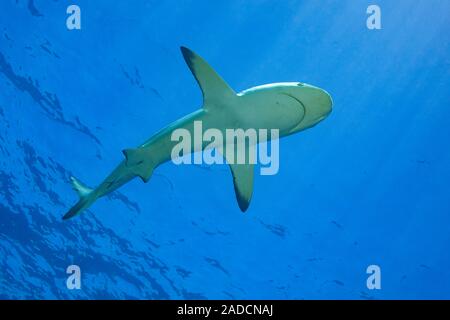 Una femmina di blacktip reef shark Carcharhinus melanopterus, overhead passa al largo dell'isola di Yap, Micronesia. Foto Stock