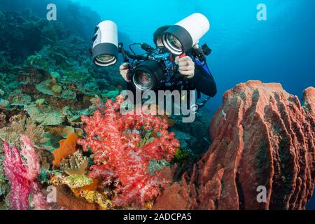 Un fotografo (MR) linee con una reflex in un alloggiamento con un obiettivo macro per sparare a piccoli granchi arroccato su soft coral, Indonesia. Foto Stock