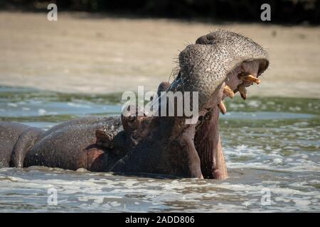 Ippopotamo apre la bocca larga in spumeggiante fiume Foto Stock