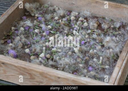 Acker-Kratzdistel, Distel-Samen, Distelsamen, Samen, Flugsamen mit Haaren, Ackerkratzdistel, Kratzdistel, Distel, Frucht, Früchte, Haarfrucht, Schirmf Foto Stock