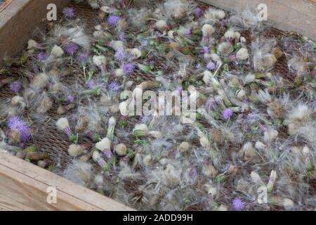 Acker-Kratzdistel, Distel-Samen, Distelsamen, Samen, Flugsamen mit Haaren, Ackerkratzdistel, Kratzdistel, Distel, Frucht, Früchte, Haarfrucht, Schirmf Foto Stock