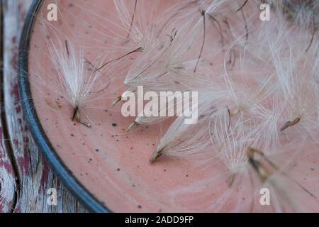 Acker-Kratzdistel, Distel-Samen, Distelsamen, Samen, Flugsamen mit Haaren, Ackerkratzdistel, Kratzdistel, Distel, Frucht, Früchte, Haarfrucht, Schirmf Foto Stock