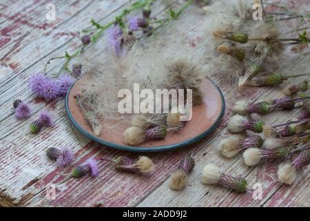 Acker-Kratzdistel, Distel-Samen, Distelsamen, Samen, Flugsamen mit Haaren, Ackerkratzdistel, Kratzdistel, Distel, Frucht, Früchte, Haarfrucht, Schirmf Foto Stock