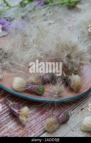 Acker-Kratzdistel, Distel-Samen, Distelsamen, Samen, Flugsamen mit Haaren, Ackerkratzdistel, Kratzdistel, Distel, Frucht, Früchte, Haarfrucht, Schirmf Foto Stock