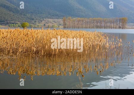 Il lago di Stymphalia,Grecia Foto Stock