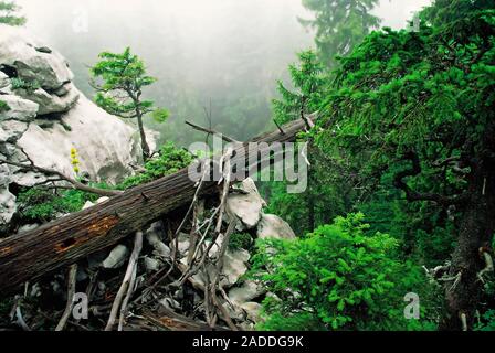 Albero morto in montagna Bijele stijene e riserva naturale in Croazia Foto Stock