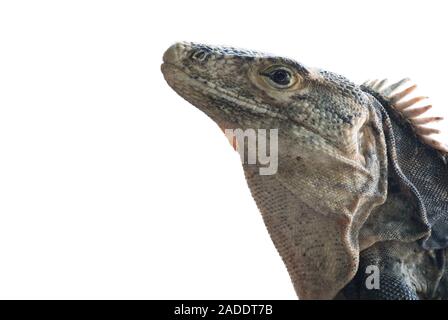 Iguana nera con coda spinosa maschile, Ctenosaura similis Foto Stock