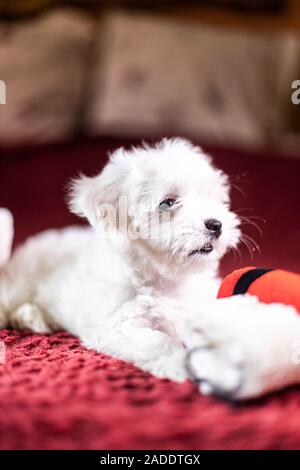 Grazioso cucciolo Maltese a giocare con un Babbo Natale stivali Foto Stock