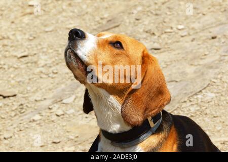 Ritratto di un mese 18 Beagle cucciolo. Questo Beagle è un piccolo corto-gambe lisce rivestite di nero, bianco e tan hound. Foto Stock