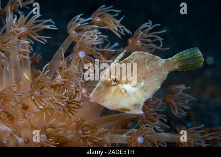 Bristle-Tail Filefish Acreichthys tomentosus Foto Stock