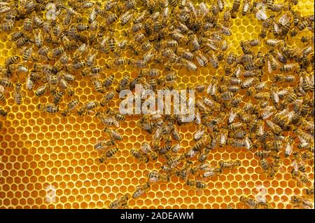 Vista superiore sul telaio con api lavorare sulla tenuta fino i favi che pieno di miele mature Foto Stock