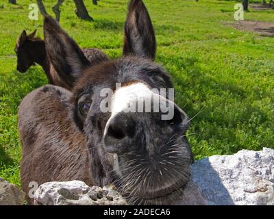 Asino (Equus asinus asinus) a penna all'aperto, Sineu, Maiorca, isole Baleari, Spagna Foto Stock