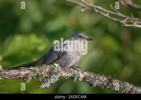 Catbird grigio in Wisconsin settentrionale. Foto Stock