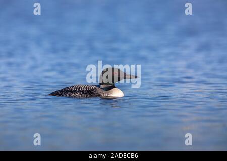 Loon comune di nuoto in Wisconsin settentrionale del lago. Foto Stock