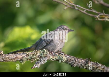 Catbird grigio in Wisconsin settentrionale. Foto Stock