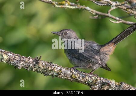 Catbird grigio in Wisconsin settentrionale. Foto Stock