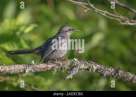 Catbird grigio in Wisconsin settentrionale. Foto Stock