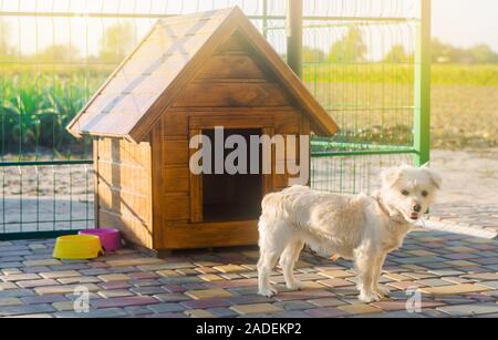 Bella bianca pooch cane vicino alla cabina in una giornata di sole. Casa per un animale. Messa a fuoco selettiva Foto Stock