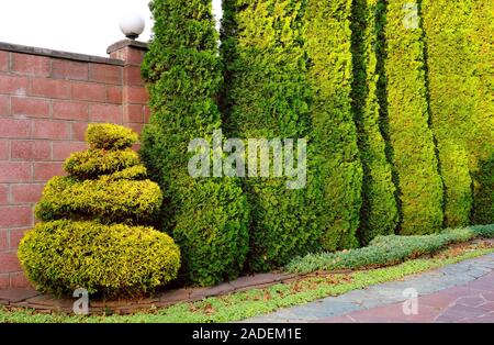 Tranquillo angolo del giardino d'autunno nella luce del tramonto. Riga sottile di thuja e juniper lungo la recinzione; piante ornamentali e il paesaggio Foto Stock