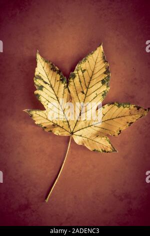 Ancora in vita di caduta di una foglia di acero Foto Stock