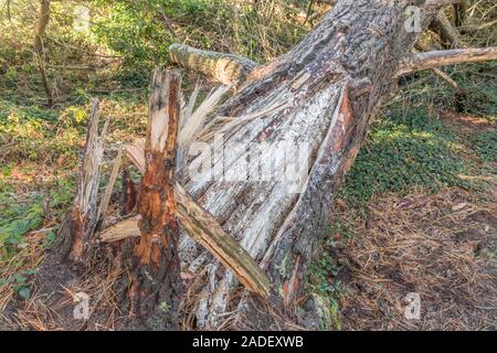 Naturale di resina di pino su split tronco di tempesta danneggiato pino di Monterey / Pinus radiata. Resina di Pino è infiammabile e utilizzato per l'illuminazione di emergenza incendi di sopravvivenza Foto Stock