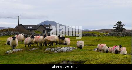 Mandria di pecora su una collina di erba. Terreni agricoli rurali nell'Irlanda occidentale. Connemara National Park, County Galway, Irlanda Foto Stock