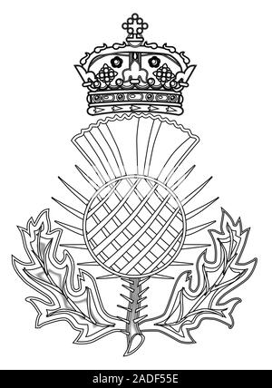 Il Thistle simbolo della Scozia su uno sfondo bianco Illustrazione Vettoriale