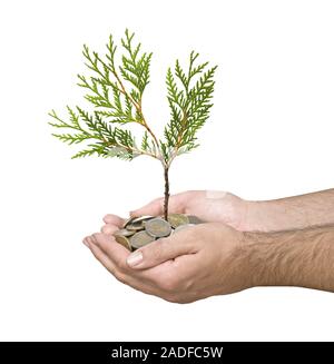 Le palme con un albero growng dalla pila di monete Foto Stock