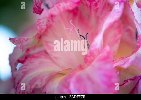 Bella gladiolus fiore rosa in giardino Foto Stock