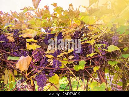 Cluster di porpora fragranti uve da vino appendere e maturano tra i vigneti in giardino contro la luce del sole Foto Stock