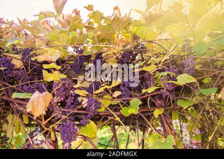 Cluster di porpora fragranti uve da vino appendere e maturano tra i vigneti in giardino contro la luce del sole Foto Stock