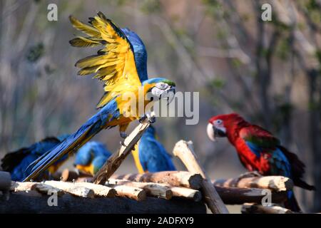 I pappagalli sono visto allo zoo in inverno nella città di Nanjing East cinese della provincia di Jiangsu a novembre 29th, 2019. Foto Stock