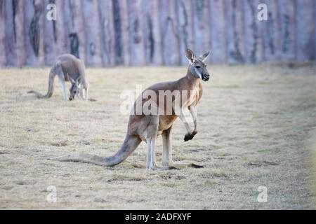 I canguri sono visti in un zoo in inverno nella città di Nanjing East cinese della provincia di Jiangsu a novembre 29th, 2019. Foto Stock