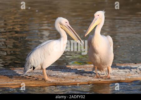 Pellicani sono visti in un zoo in inverno nella città di Nanjing East cinese della provincia di Jiangsu a novembre 29th, 2019. Foto Stock