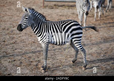 Zebre sono visto allo zoo in inverno nella città di Nanjing East cinese della provincia di Jiangsu a novembre 29th, 2019. Foto Stock