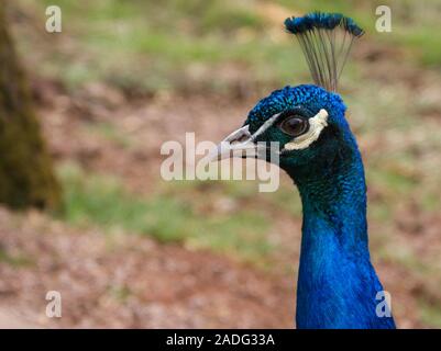 Orgogliosa bird mostra il suo bel copricapo e sembra un po' confuso Foto Stock