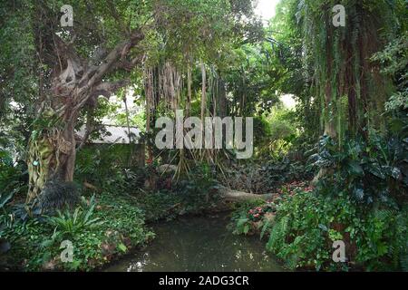 Guangzhou. 3 dicembre, 2019. Foto scattata a dicembre 3, 2019 mostra una vista della foresta pluviale vegetali nel sud della Cina il giardino botanico a Guangzhou, Cina del sud della provincia di Guangdong. Credito: Deng Hua/Xinhua/Alamy Live News Foto Stock