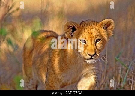 Curioso il bambino africano Lion a piedi fuori da dietro Bush. Illustrazione Foto Stock