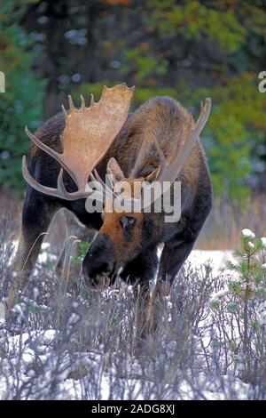 Alert Bull Moose ( Alces alces ) si nutre ai margini della foresta nella prima neve, Jasper National Park, Canada. Foto Stock