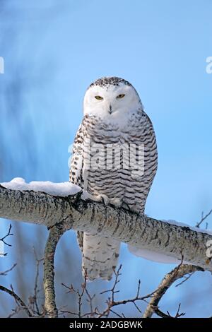 Gufo innevato al sole della mattina d'inverno, arroccato su un ramo d'albero, caccia. Nyctea scandiaca . Foto Stock