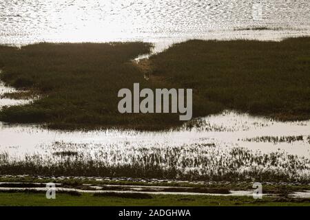 Sylt, Morsum, Salzwiesen am Watt Foto Stock