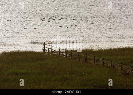 Sylt, Morsum, Salzwiesen am Watt Foto Stock