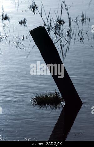 Sylt, Morsum, Salzwiesen am Watt, dettaglio Foto Stock